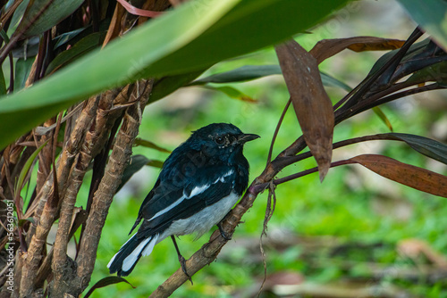 magpie robin in a jungle