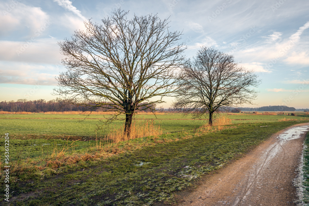 Landscape with two trees with bare branches. In the foreground is a curved sand path. It is winter and it has frozen. Landscape with two trees with bare branches. In the foreground is a curved sand path. It is winter and it has frozen.