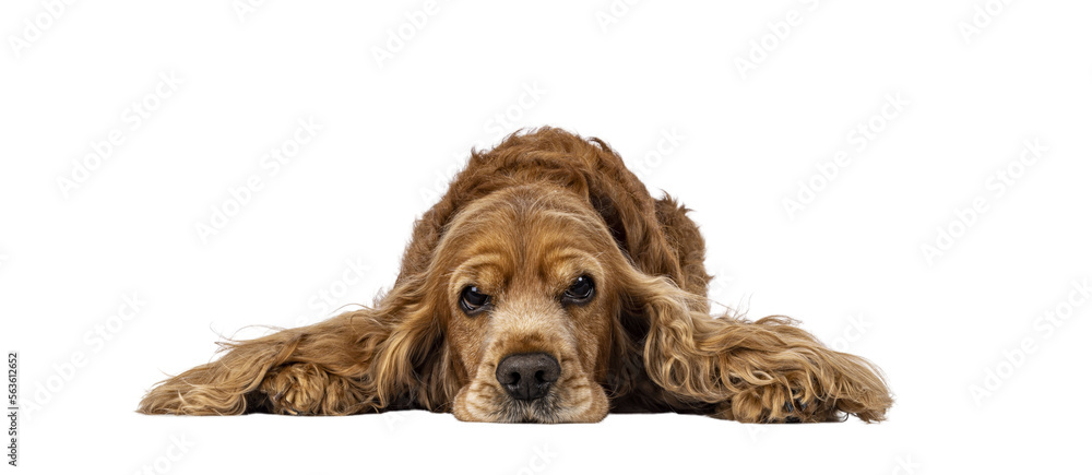 Handsome brown senior Cocker Spaniel dog, laying down facing front. Head down. Looking towards camera with funny annoyed look. Isolated cutout on a transparent background. - obrazy, fototapety, plakaty 