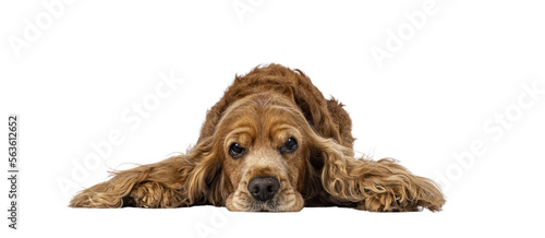Handsome brown senior Cocker Spaniel dog, laying down facing front. Head down. Looking towards camera with funny annoyed look. Isolated cutout on a transparent background. photo