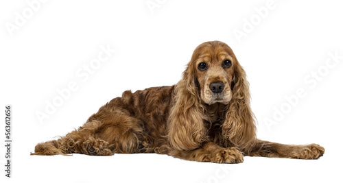 Handsome brown senior Cocker Spaniel dog, laying down side ways. Head up. Looking towards camera. Isolated cutout on a transparent background.