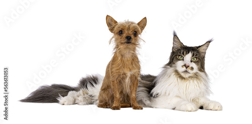 Tiny Chiwawa dog sitting in front of Laying down big Maine Coon cat. Both looking towards camera. isolated cutout on a transparent background.