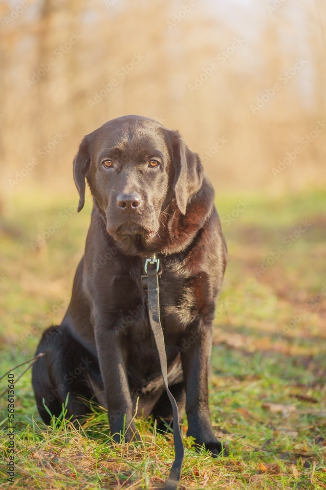 Labrador dog on a walk on a harness with a leash. Young labrador retriever on the background of the forest.