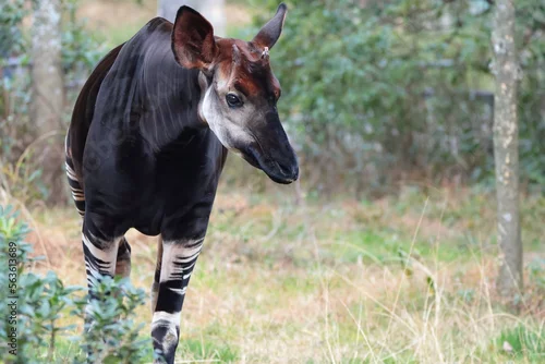 Fototapeta オカピ