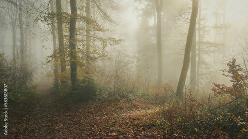 Bilde på lerret an interesting crossroads of a forest trail with lots of fog and a bit of sunshi