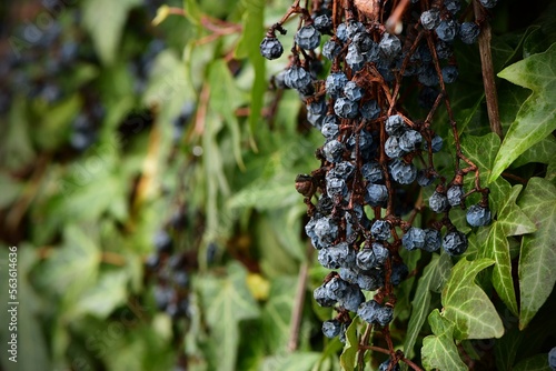 Owoce pnącza winobluszczu pięciolistkowego (Parthenocissus quinquefolia), zwanego popularnie dzikim winem, zimą na tle liści