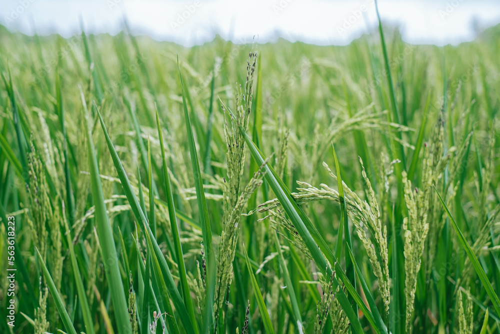 Close-up shot of green or unripe rice or paddy in the field