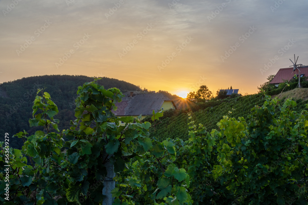 Kitzeck, Austria - August 18, 2022: Sunset in the vineyard