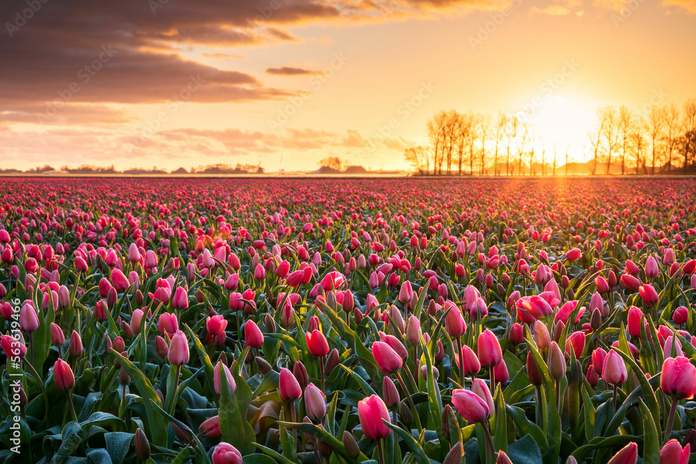sunrise on tulip field in sprint
