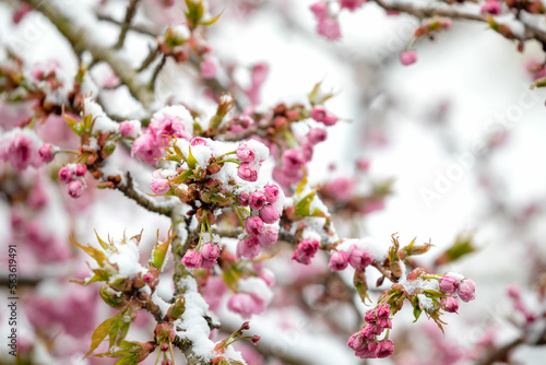 japanese cherry tree blossoming in spring