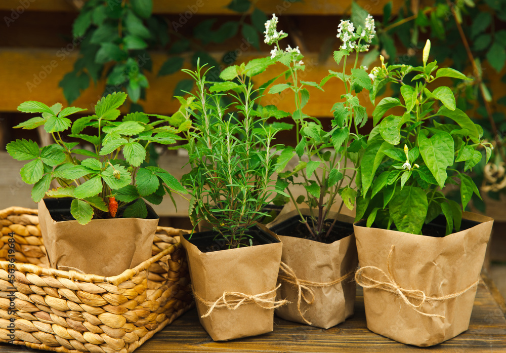 Different aromatic potted herbs on a blurred green background. Spices and herbs in a vase. Rosemary, strawberry, pepper and mint planted in pots.