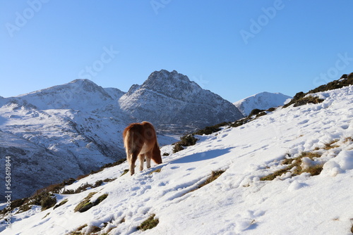 Snowdonia tryfan carneddau glyderau winter wales © MountainGlory