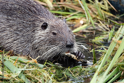 nutria eating in a pond