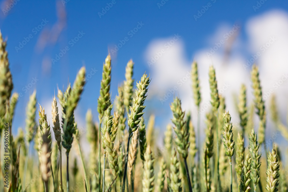 Wheat field image. View on fresh ears of young green wheat and on nature in spring summer field Wheat field image. View on fresh ears of young green wheat and on nature in spring summer field