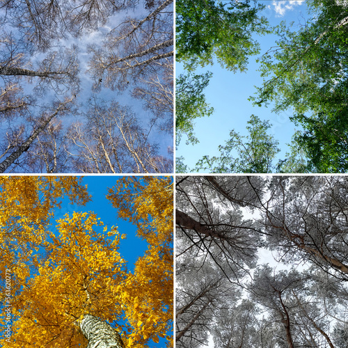 Collage four seasons forest, spring, summer, autumn winter, tree branches of different colors. Square photo