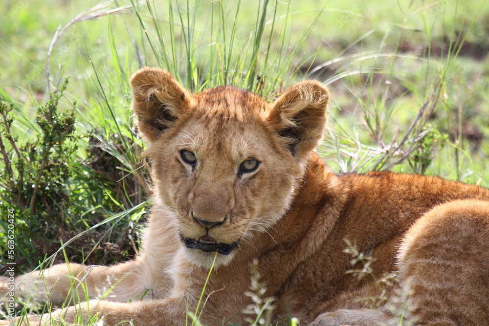 Obraz premium Portrait of a cute lion cub looking into camera