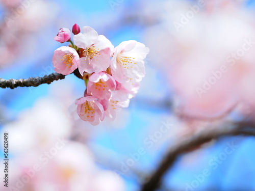 安行寒桜の花 photo