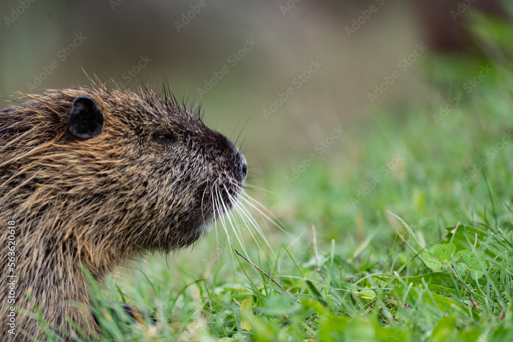 nutria's snout sniffing the grass taken by side nutria's snout sniffing the grass taken by side