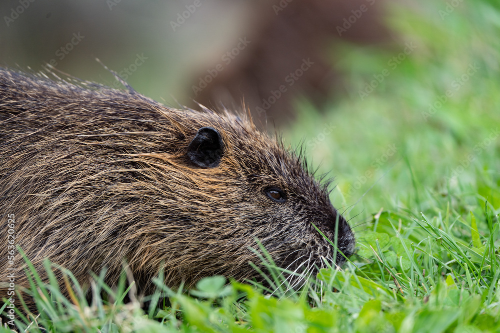 close up of a nutria sniffing and eating grass close up of a nutria sniffing and eating grass