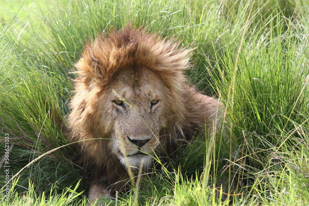Portrait of an adult lion with dark mane resting in high green grass Portrait of an adult lion with dark mane resting in high green grass