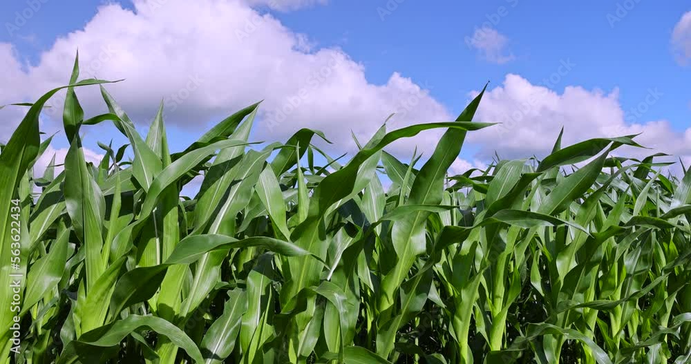 Green corn in a field in the sunny summer season, a field with green corn in Europe Green corn in a field in the sunny summer season, a field with green corn in Europe