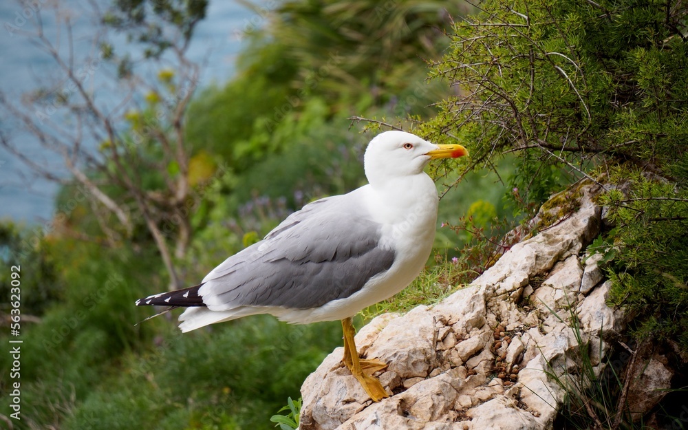 seagull with the sea in the background in a natural park Penyal d'Ifac seagull with the sea in the background in a natural park Penyal d'Ifac