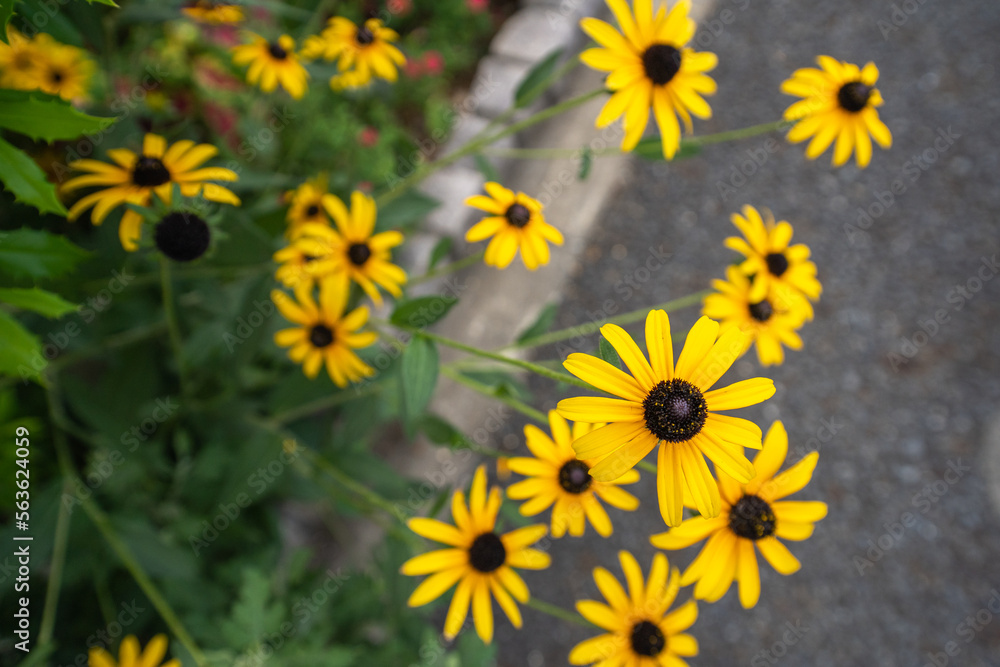 夏の道端の花壇からはみ出て咲くルドベキア 夏の道端の花壇からはみ出て咲くルドベキア