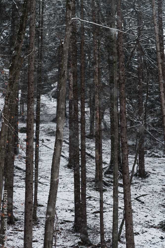 Fototapeta premium Dunkler Kiefernwald im Winter, Schneeflocken