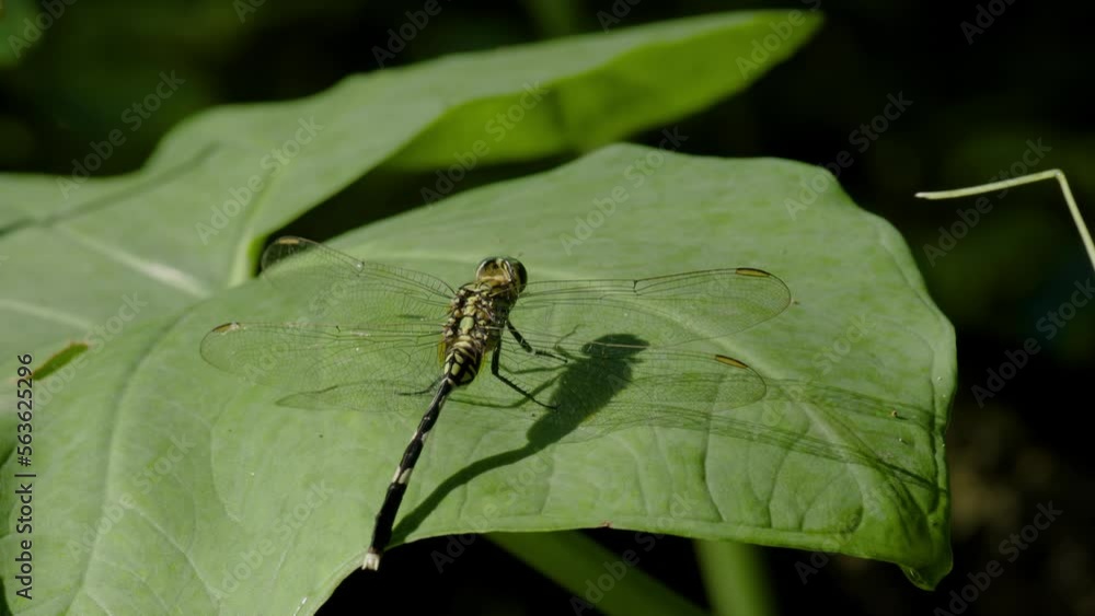 A green dragonfly or the slender skimmer or green marsh hawk (orthetrum sabina) perched on a green taro leaf A green dragonfly or the slender skimmer or green marsh hawk (orthetrum sabina) perched on a green taro leaf
