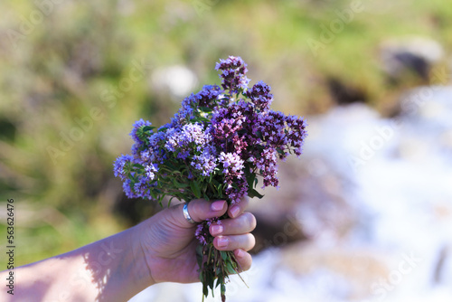 Bouquet of wild mountain herbs thyme and oregano. Hand with a bouquet on a natural background