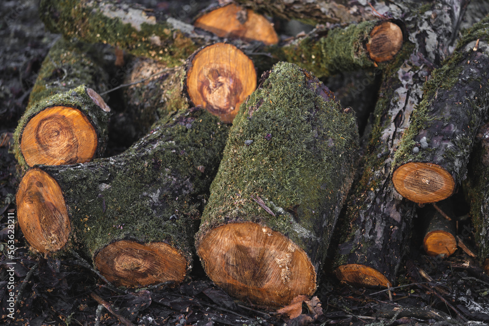 Fototapeta premium many cut trees in the forest for firewood