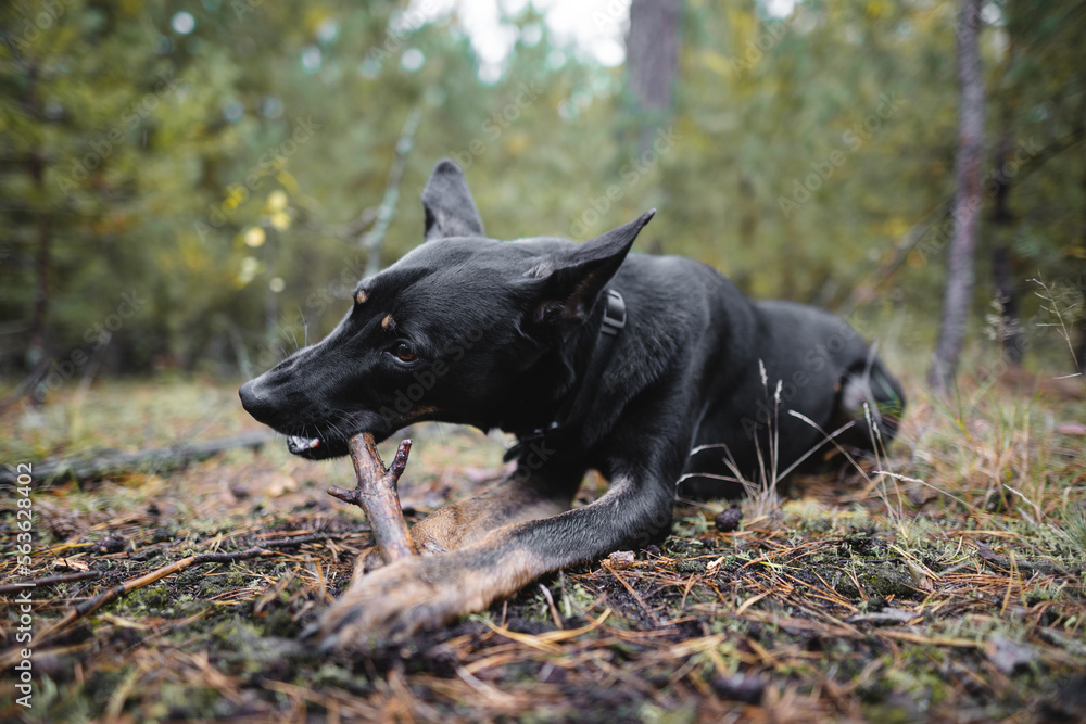 young black purebred dog gnaws a stick in the forest.