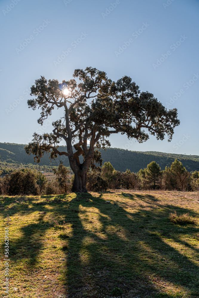 Ancient holm oak isolated on a field