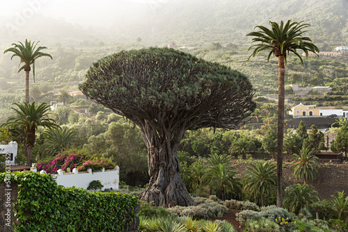 Paisaje con el Drago milenario en Icod de los Vinos, Tenerife. photo