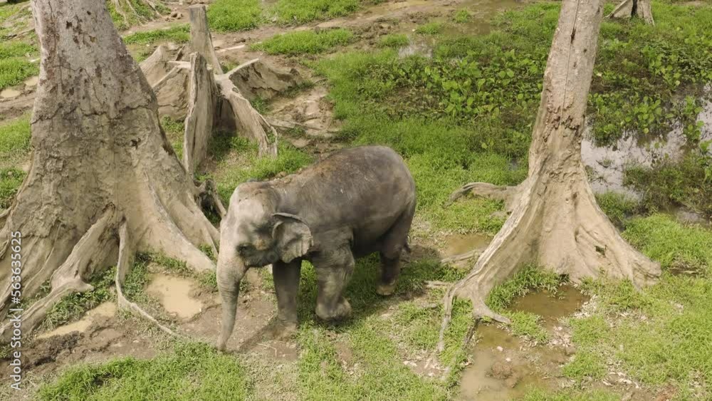 Aerial view of Asian elephant among trees Aerial view of Asian elephant among trees