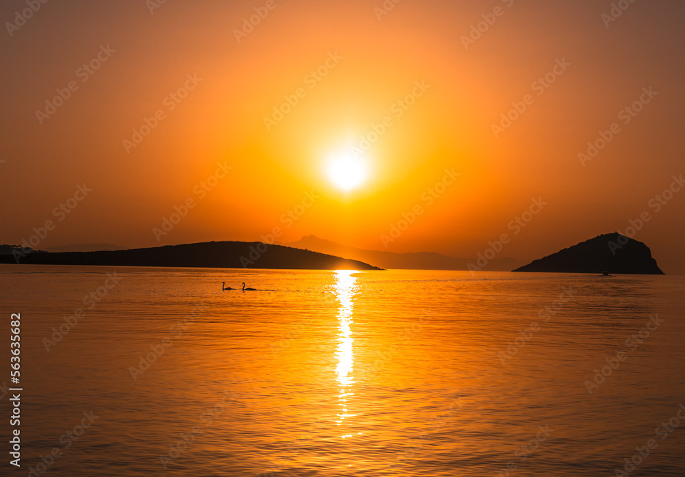 Two swans in sunrise, Greece.