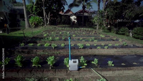 planting and harvesting the lettuce vegetables and take the weed off and farming in the rice pad in the country photo