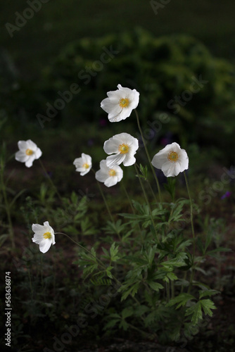  Tall white blooming spring flowers snowdrop anemone - Anemone sylvestris in botanical garden, Lithuania nature 
