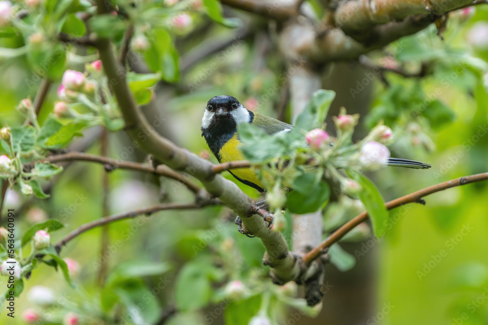 n early spring, the bird Parus major sits on a branch of a blooming apple tree among beautiful pink flowers n early spring, the bird Parus major sits on a branch of a blooming apple tree among beautiful pink flowers