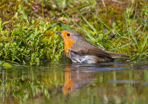 The European robin bird drinks and swims in a forest pond on a hot summer day © Игорь Кляхин