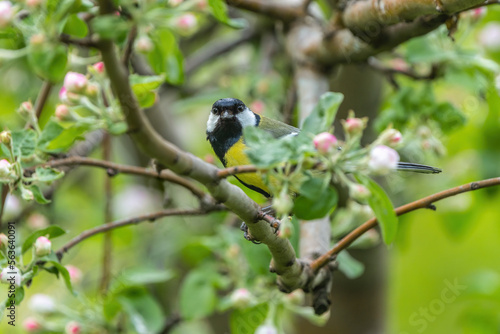 n early spring, the bird Parus major sits on a branch of a blooming apple tree among beautiful pink flowers