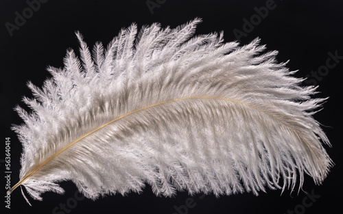 White ostrich feather in the background light on a black background photo