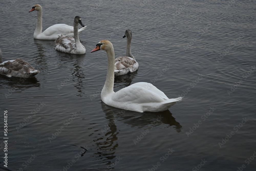 Fototapeta premium Mute swans pair of swans, gray young swans swimming in winter climate change global warming, unfrozen water white mute swan bird floating winter, swan fidelity, bird migration, sustainable development