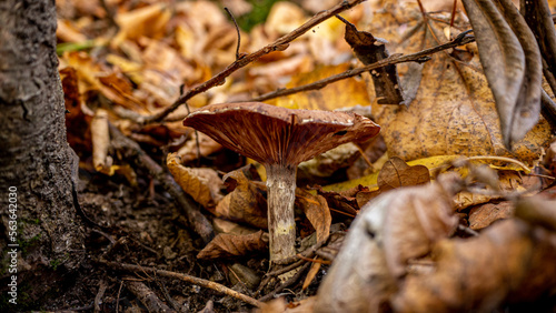 mushroom in autumn forest