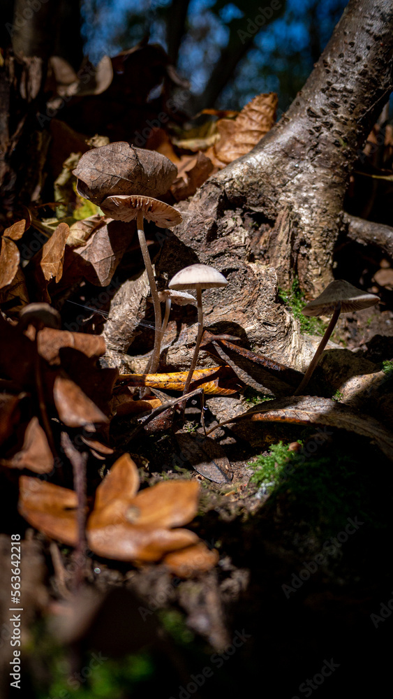 mushrooms in the forest mushrooms in the forest