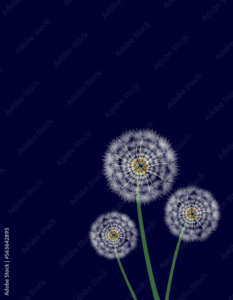 Obraz premium Dandelion, a plant that spreads its seeds in such an original way. Black background.