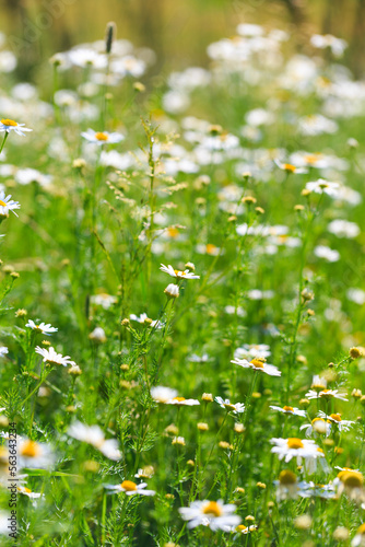 Chamomile flowers field. A beautiful natural scene with blooming medical flowers. Summer background.