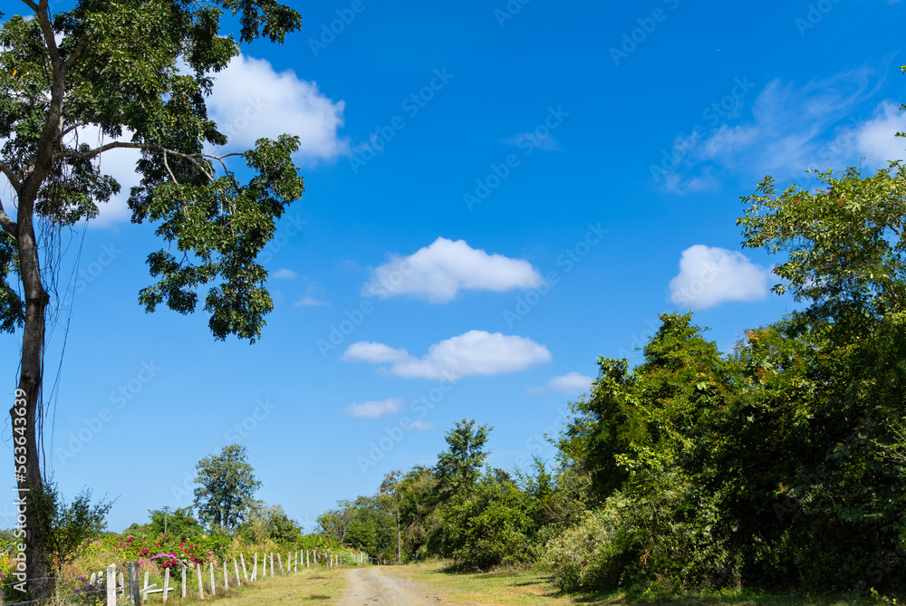 Obraz premium The clear sky and the atmosphere of the countryside, dirt roads. A park for sightseeing on both sides of the beautiful nature.