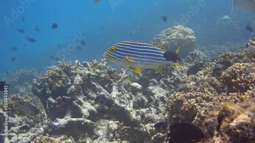 Wallpaper Mural Oriental sweetlips tropical fish near coral reef Torontodigital.ca