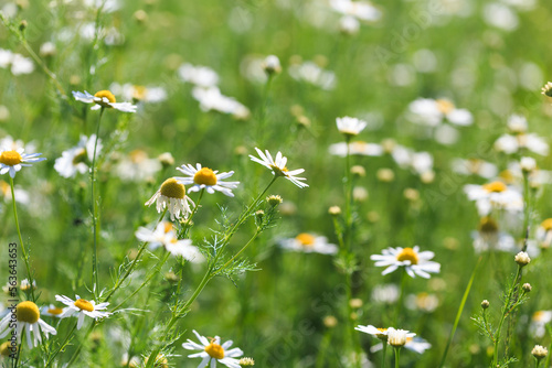 Chamomile flowers field. A beautiful natural scene with blooming medical flowers. Summer background.